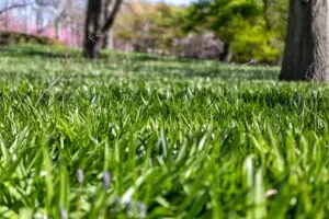 healthy green grass
