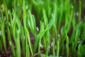 Healthy grass growth