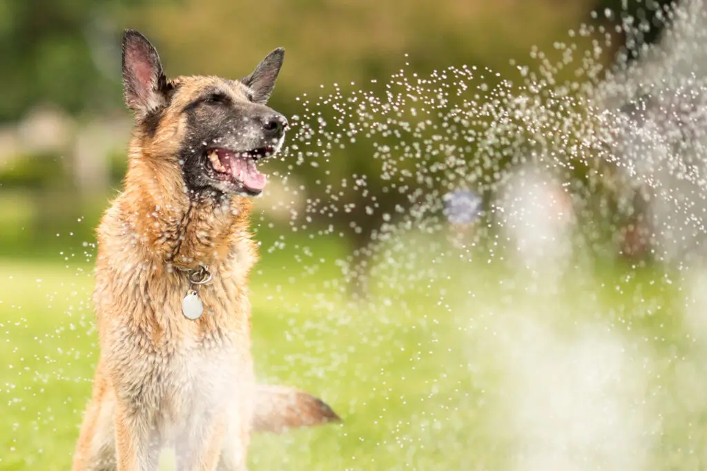 Dog playing in the sprinkler