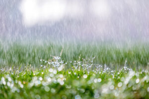 Read more about the article Rain, Rain, Go Away: Caring for Your Lawn During Georgia’s Summer Storms