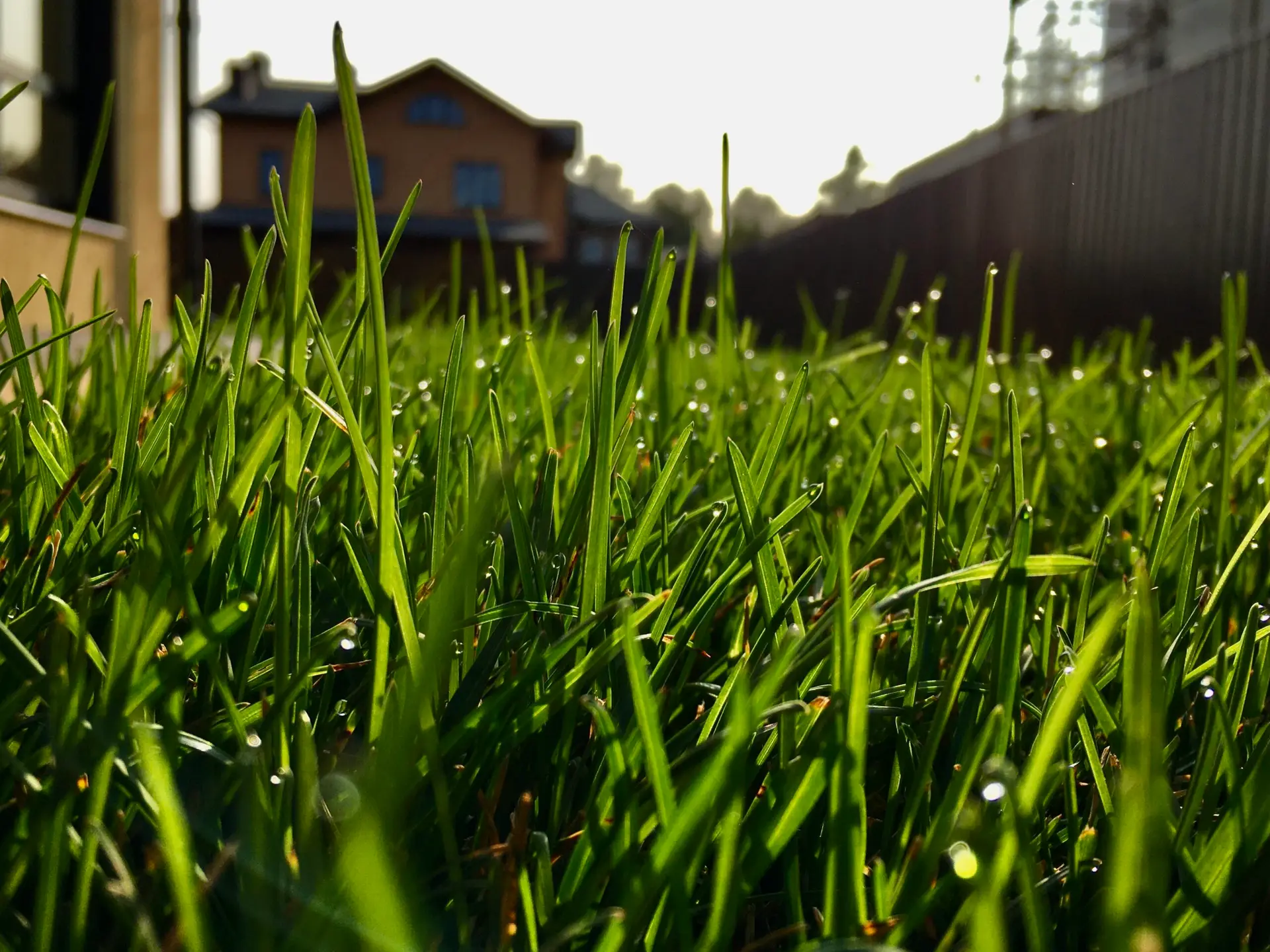 Read more about the article How to Revive a Dull Lawn: Expert Tips for a Green Lawn Year-Round