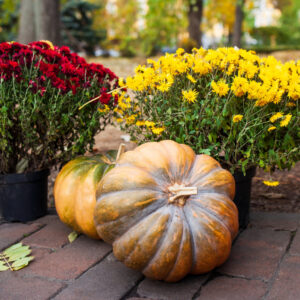 Read more about the article Fall Flower Power: Top Picks for Georgia Gardens