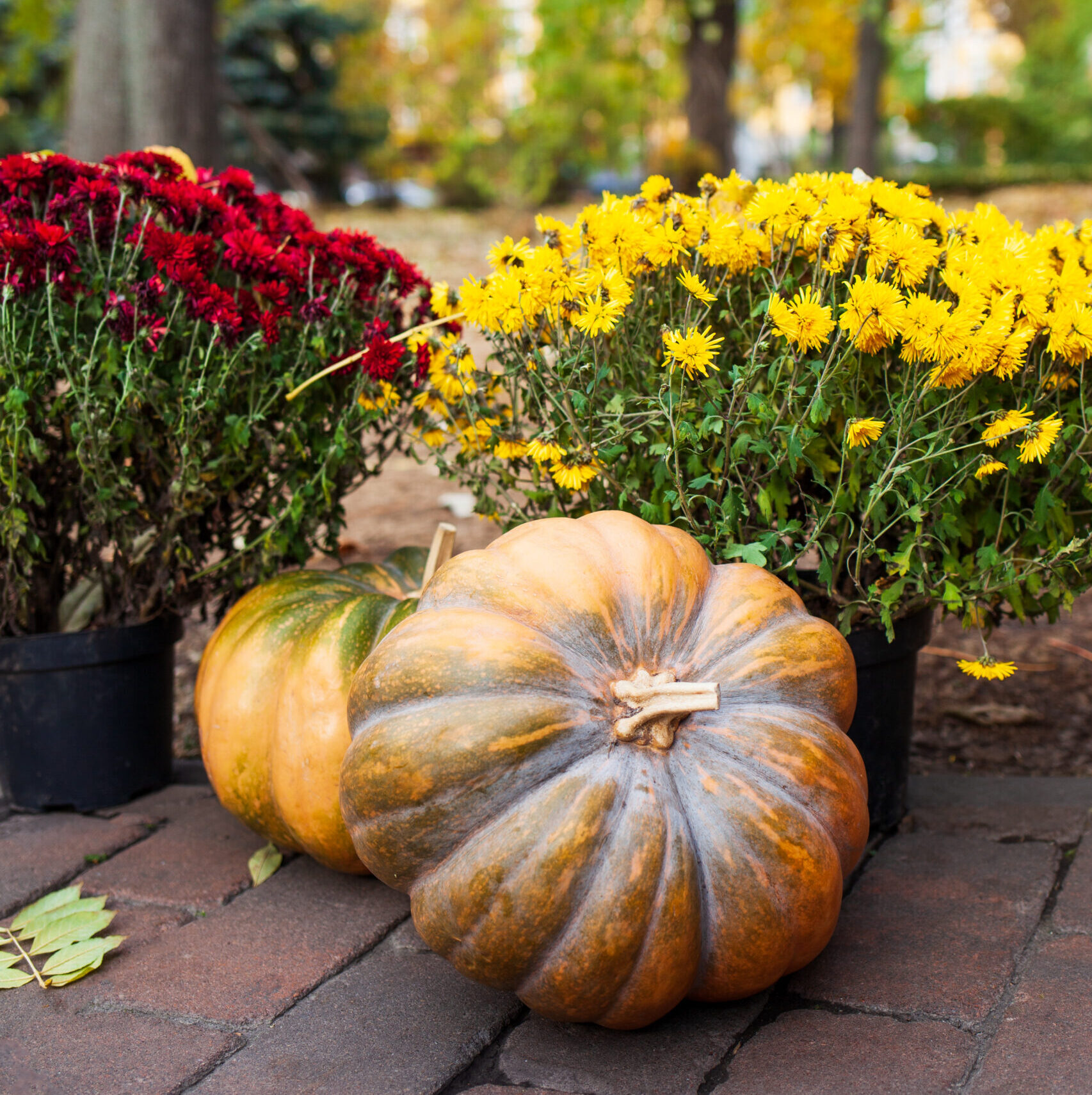 Read more about the article Fall Flower Power: Top Picks for Georgia Gardens