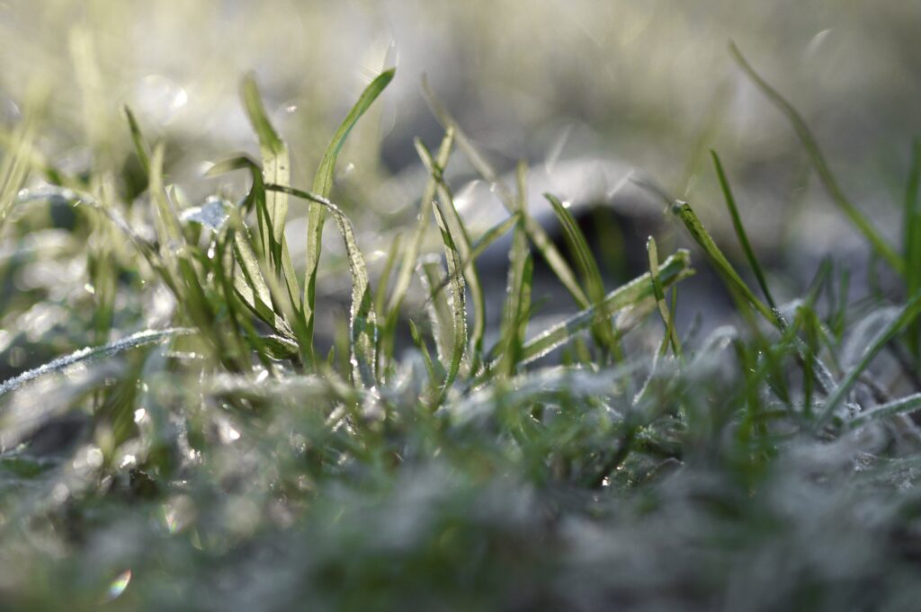 Closeup of Frost on a lawn