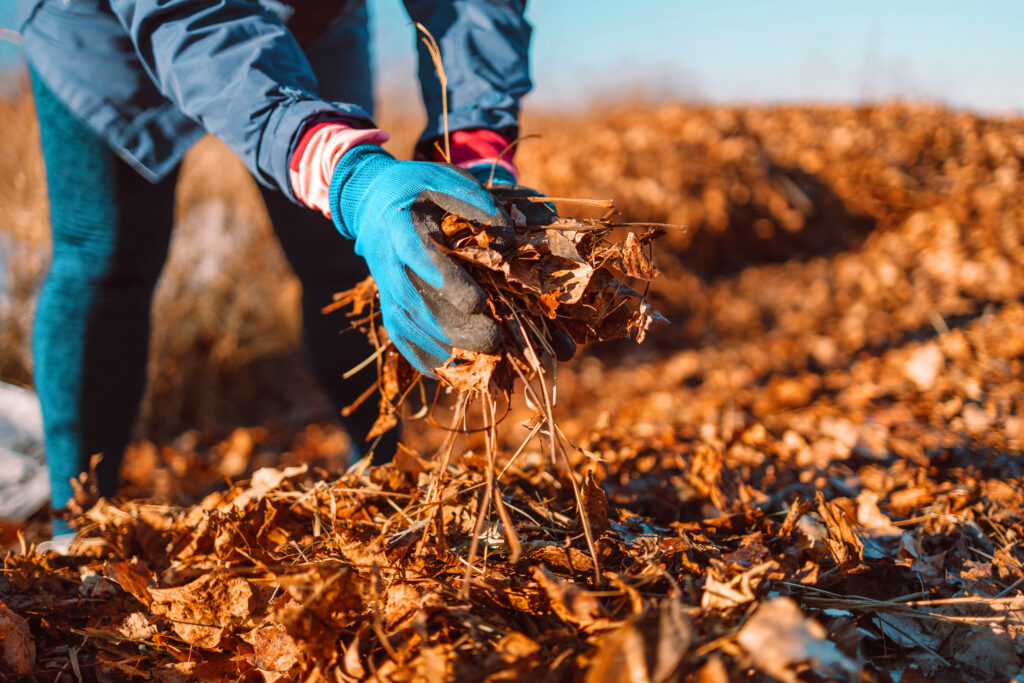 Collecting leaves for mulching