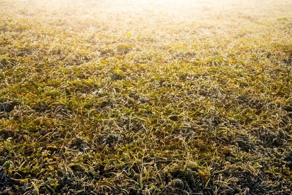 Dormant lawn that has frost