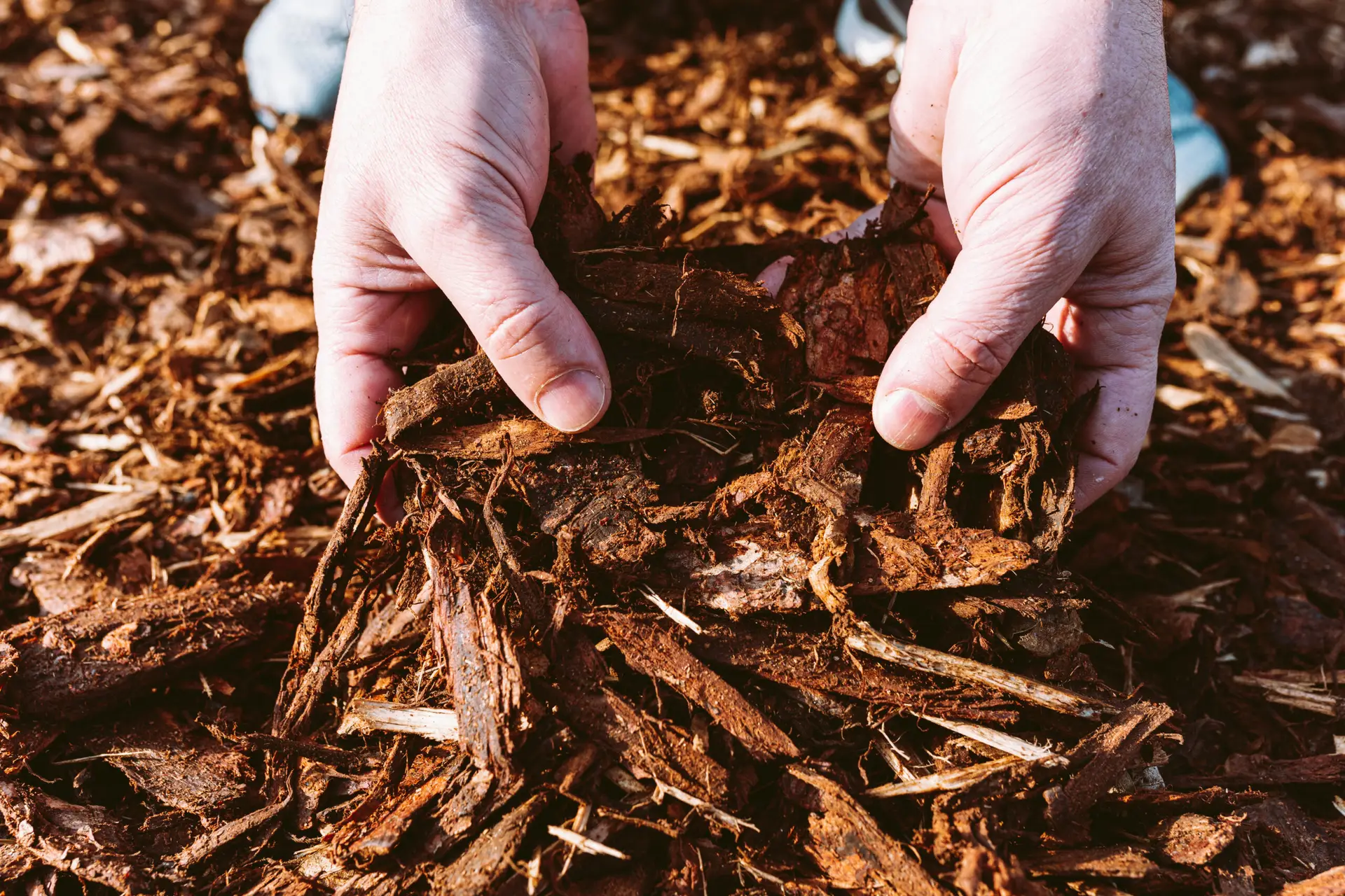 Read more about the article Mulching 101: Benefits and Techniques for a Thriving Lawn