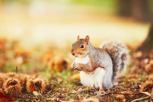 Cute and hungry squirrel eating a chestnut in autumn scene. Hyde park, London, United Kingdom